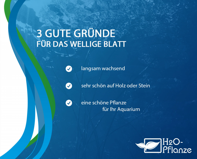 Welliges Blatt - Bucephalandra pygmaea ´Bukit Kelam´ in vitro